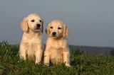 GOLDEN RETRIEVER 865